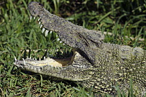 Cuban Crocodile (Crocodylus rhombifer) thermoregulating near Zapata Swamp National Park, Cuba