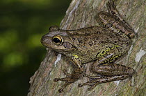 Cuban Treefrog (Osteopilus septentrionalis), Zapata Swamp National Park, Cuba