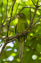 Cuban Parakeet (Aratinga euops) perching in tree, Cuba