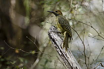 Fernandina's Flicker (Colaptes fernandinae) woodpecker female, Cuba
