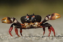 Blackback Land Crab (Gecarcinus lateralis) in defensive posture, Zapata Swamp National Park, Cuba