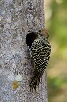 Fernandina's Flicker (Colaptes fernandinae) woodpecker female at nest cavity, Cuba