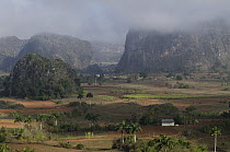 Agricultural fields in Vinales Valley, Sierra del Rosario, Pinar del Rio, Cuba