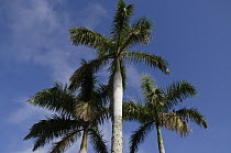 Royal Palm (Roystonea regia) trees, Sierra del Rosario Biosphere Reserve, Cuba