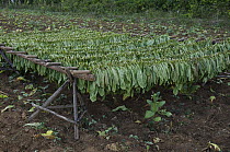 Tobacco (Nicotiana sp) drying racks, Vinales Valley, Sierra del Rosario, Pinar del Rio, Cuba
