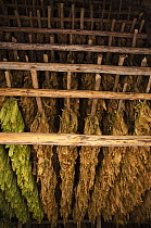 Tobacco (Nicotiana sp) leaves drying in shed, Vinales Valley, Sierra del Rosario, Pinar del Rio, Cuba