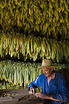 Tobacco (Nicotiana sp) farmer, Marcelino Gonzalez, rolling cigar, Vinales Valley, Sierra del Rosario, Pinar del Rio, Cuba - model released