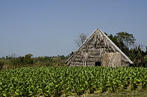 Tobacco (Nicotiana sp) field and shed, Pinar del Rio, Cuba