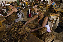 Tobacco (Nicotiana sp) sorting and drying factory, Vinales Valley, Sierra del Rosario, Pinar del Rio, Cuba