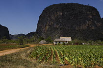Tobacco (Nicotiana sp) field, Vinales Valley, Sierra del Rosario, Pinar del Rio, Cuba