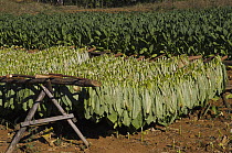 Tobacco (Nicotiana sp) drying racks, Vinales Valley, Sierra del Rosario, Pinar del Rio, Cuba