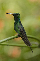 Cuban Emerald (Chlorostilbon ricordii) hummingbird male, Cuba