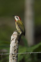 Cuban Green Woodpecker (Xiphidiopicus percussus) male perching on fence post, Cuba