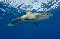 Silky Shark (Carcharhinus falciformis), Jardines de la Reina National Park, Cuba