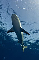 Silky Shark (Carcharhinus falciformis) swimming overhead, Jardines de la Reina National Park, Cuba