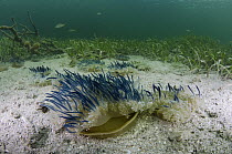 Upside-down Jellyfish (Cassiopea sp) pair on ocean floor, Jardines de la Reina National Park, Cuba