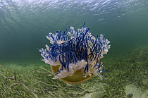 Upside-down Jellyfish (Cassiopea sp), Jardines de la Reina National Park, Cuba