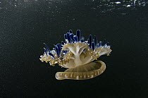 Upside-down Jellyfish (Cassiopea sp), Jardines de la Reina National Park, Cuba