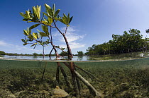 Red Mangrove (Rhizophora mangle) above and below water, Jardines de la Reina National Park, Cuba