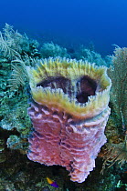 Azure Vase Sponge (Callyspongia plicifera), Jardines de la Reina National Park, Cuba