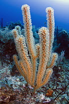 Soft Coral (Eunicea sp), Jardines de la Reina National Park, Cuba