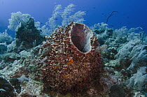 Caribbean Giant Barrel Sponge (Xestospongia muta) on reef, Jardines de la Reina National Park, Cuba