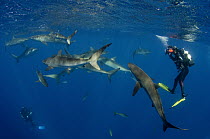 Silky Shark (Carcharhinus falciformis) group and diver, Jardines de la Reina National Park, Cuba