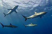Silky Shark (Carcharhinus falciformis) group, Jardines de la Reina National Park, Cuba