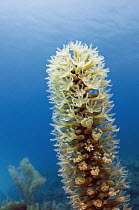 Soft Coral (Eunicea sp) polyps feeding, Jardines de la Reina National Park, Cuba