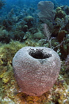 Sponge (Spheciospongia vesparium), Jardines de la Reina National Park, Cuba