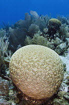 Symmetrical Brain Coral (Diploria strigosa) on reef, Jardines de la Reina National Park, Cuba