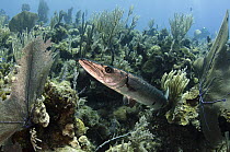 Great Barracuda (Sphyraena barracuda) on reef, Jardines de la Reina National Park, Cuba