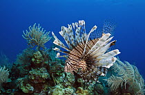 Common Lionfish (Pterois volitans) on reef, Jardines de la Reina National Park, Cuba