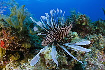 Common Lionfish (Pterois volitans) on reef, Jardines de la Reina National Park, Cuba