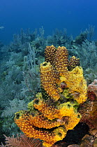 Sponge (Aiolochroia crassa), Jardines de la Reina National Park, Cuba