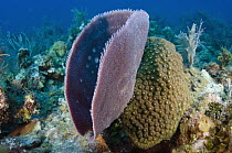 Coral (Niphates digitalis), Jardines de la Reina National Park, Cuba