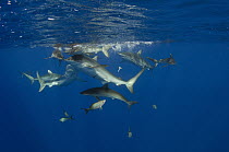 Silky Shark (Carcharhinus falciformis) group feeding, Jardines de la Reina National Park, Cuba