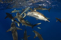 Silky Shark (Carcharhinus falciformis) group feeding, Jardines de la Reina National Park, Cuba