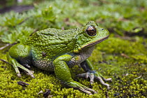 San Lucas Marsupial Frog (Gastrotheca pseustes), Ecuador