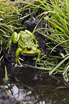 San Lucas Marsupial Frog (Gastrotheca pseustes) on shore, base of Chimborazo Volcano, Ecuador