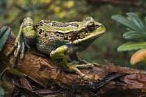 Silver Marsupial Frog (Gastrotheca plumbea), base of Chimborazo Volcano, Ecuador