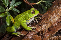 San Lucas Marsupial Frog (Gastrotheca pseustes), base of Chimborazo Volcano, Ecuador