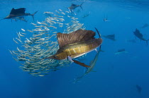Atlantic Sailfish (Istiophorus albicans) group hunting Round Sardinella (Sardinella aurita), Isla Mujeres, Mexico