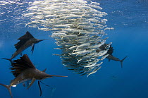 Atlantic Sailfish (Istiophorus albicans) group hunting Round Sardinella (Sardinella aurita), Isla Mujeres, Mexico