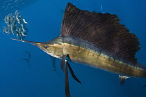 Atlantic Sailfish (Istiophorus albicans) hunting Round Sardinella (Sardinella aurita), Isla Mujeres, Mexico