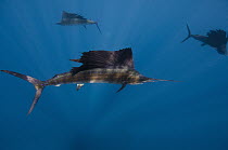 Atlantic Sailfish (Istiophorus albicans) group, Isla Mujeres, Mexico