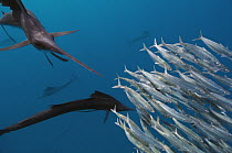 Atlantic Sailfish (Istiophorus albicans) pair hunting Round Sardinella (Sardinella aurita), Isla Mujeres, Mexico