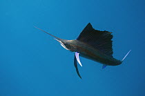 Atlantic Sailfish (Istiophorus albicans), Isla Mujeres, Mexico