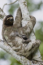 Brown-throated Three-toed Sloth (Bradypus variegatus) mother and newborn baby, Aviarios Sloth Sanctuary, Costa Rica