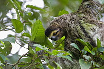 Brown-throated Three-toed Sloth (Bradypus variegatus) feeding in tree, Aviarios Sloth Sanctuary, Costa Rica